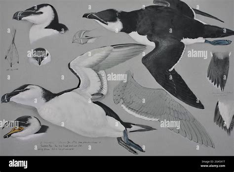 Ilustraciones De Aves Marinas Fotograf As E Im Genes De Alta Resoluci N