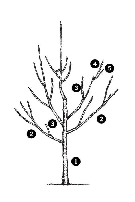 Appelboom Snoeien Hoe Wanneer En Waarom Mijnplant Fruitboom Tuin