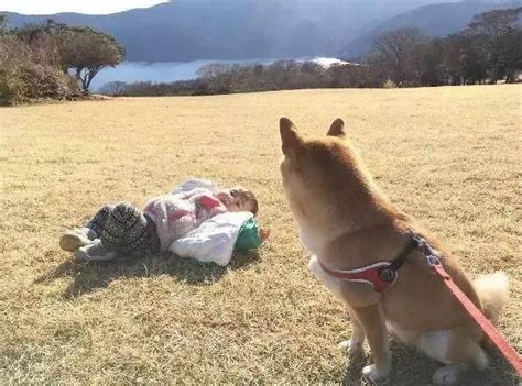 見到小狗欺負 見到大狗就慫的柴犬因為寶寶到來完全變了 每日頭條