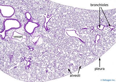 Lung Pleura Histology