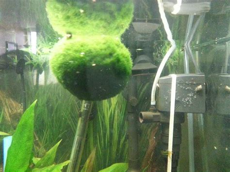 Marimo Moss Ball Aegagropila Linnaei Aquarium Fish Forum Marimo