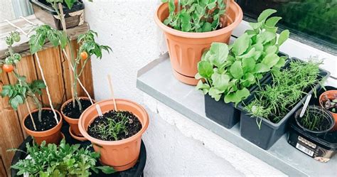 Qu Tipo De Plantas Puedo Sembrar En Un Huerto Urbano Gu A Completa