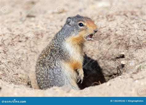 A Columbian Ground Squirrel Yelling Our Danger! Stock Photo - Image of ...