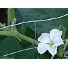 Amazon Giant Bottle Gourd Seed Lagenaria Leucantha Var Gourda