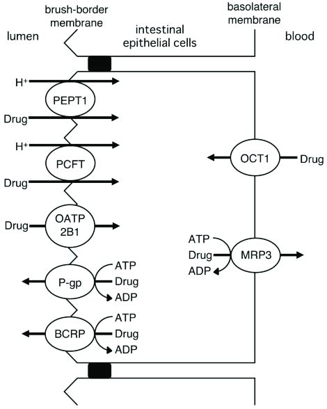 Drug Transporters In The Small Intestine Download Scientific Diagram