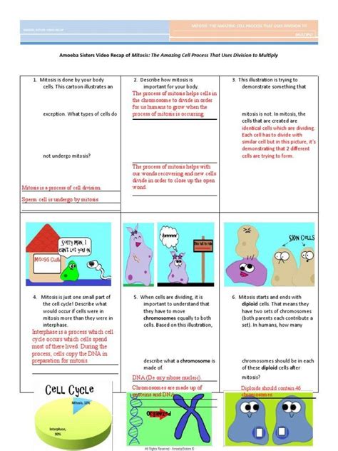 Amoeba Sisters Multiple Alleles Work Sheet Amoeba Sisters Alleles And Genes Worksheet Answers