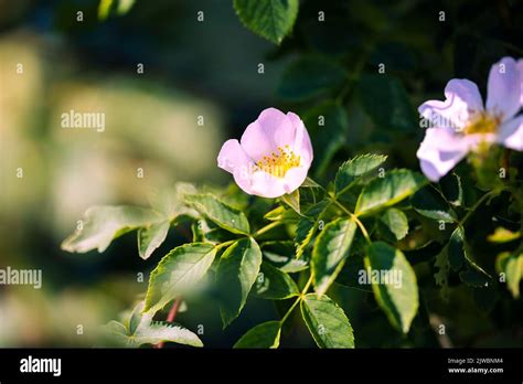 The Close Up View Of A Rosa Laevigata Flowers Blooming In The Green