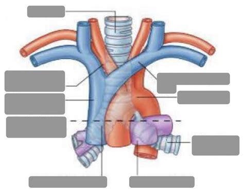 Thorax Vasculature Diagram Quizlet