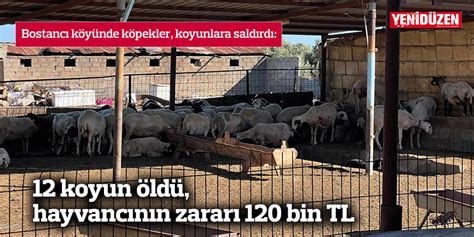 12 koyun öldü hayvancının zararı 120 bin TL