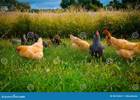 Flock Of Chickens Stock Image Image Of Female Nature 84124641