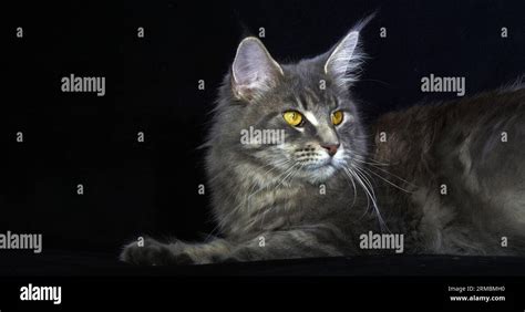 Blue Blotched Tabby Maine Coon Domestic Cat Female Laying Against