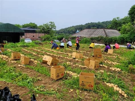 의왕시 생활개선회 무공해 감자 사회복지시설 기증경인투데이뉴스