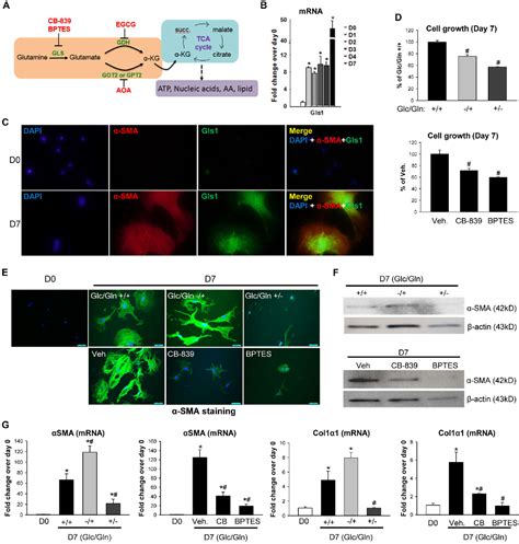 Figure 1 From Hedgehog Yap Signaling Pathway Regulates Glutaminolysis