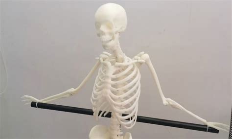 3D Printed 1/3 Human Skeleton Model for Medical School Anatomy Class ...