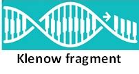 Minotech - DNA Polymerase I Large Fragment (Klenow Fragment)