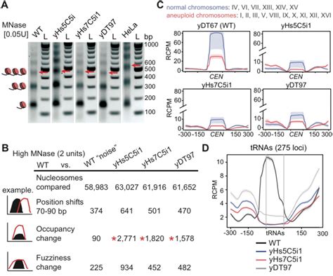 Human Nucleosome Organization In Yeast A Mnase Digestions Reveal