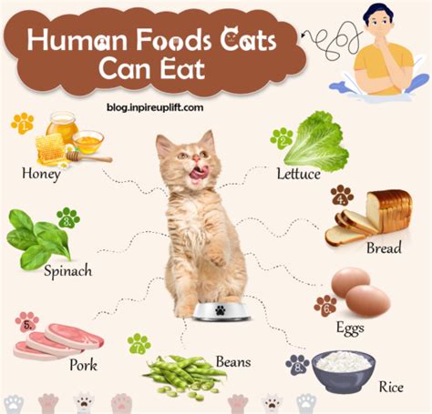 What Cats Can Or Cannot Eat 21 Human Food Options