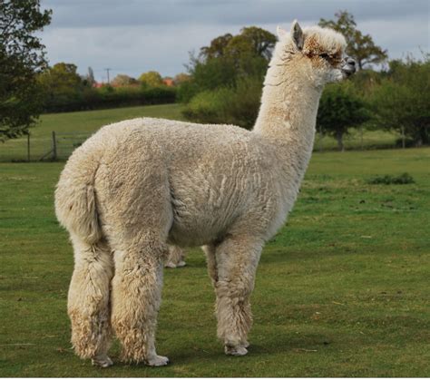 kind  alpaca   pouringbeans