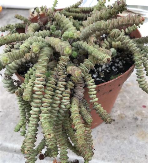 Crassula Rupestris Ssp Marnieriana Succulent Guide