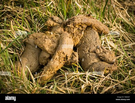 A large dog poo Stock Photo - Alamy