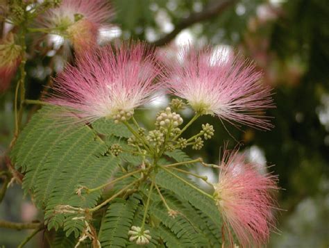 Albizia julibrissin seed | BELL Garden Company,Wholesale Plant seeds ...