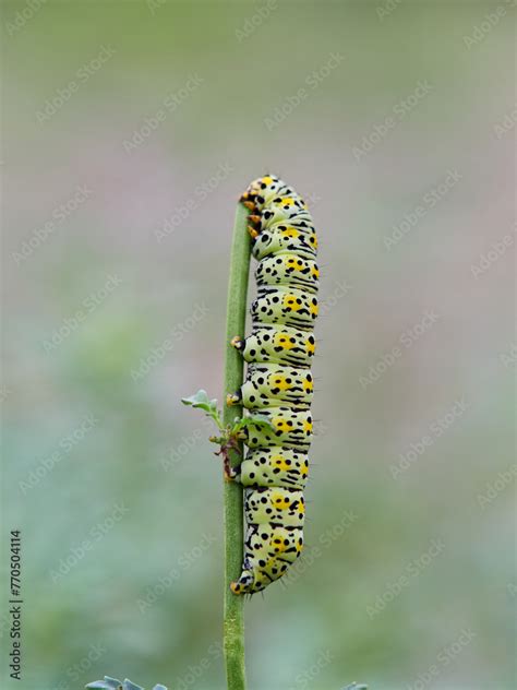 Very Pretty Hairless Caterpillar With White Black And Yellow Colors