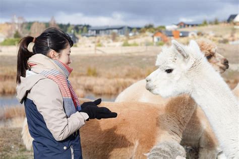 High Country Farm Tour Lake Tekapo Getyourguide