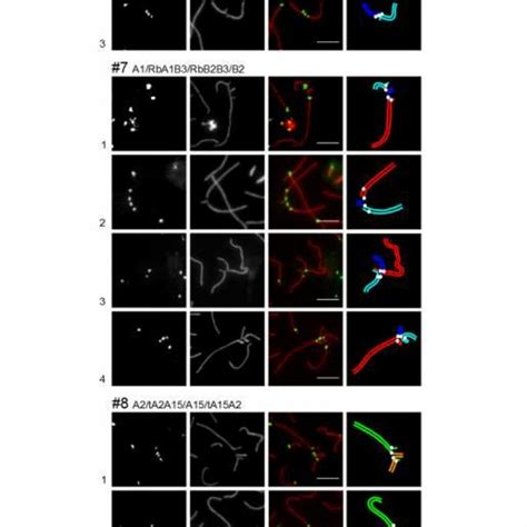 Synaptic Configurations In Surface Spread Pachytene Spermatocytes Of