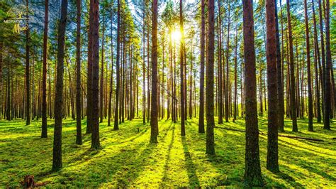 Entspannungsmusik Natur Waldger Usche Und V Gel Musik Zum Entspannen