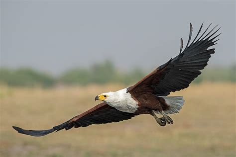 African Fish Eagle Photograph By Tony Camachoscience Photo Library