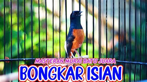 MURAI BATU BONGKAR ISIAN TEMBAKAN LOVEBIRD DAN KENARI EFEKTIF BUAT