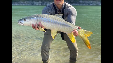 Golden Mahseer Fishing Youtube