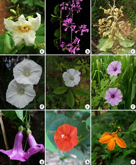 Nome Comum A Diversas Plantas Trepadeiras - Plantas trepadeiras registradas no Sítio Coqueiros, Ipu, Estado do ...