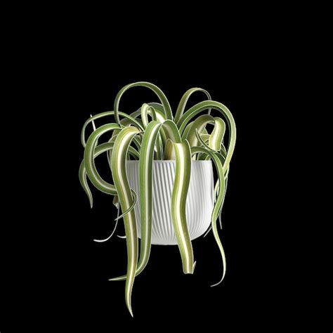 Premium Photo 3d Illustration Of Houseplant Isolated On Black Background