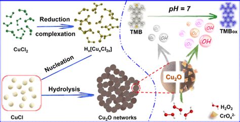 Hydrolysis Induced Cu O Networks And The Triggered Peroxidase Mimic