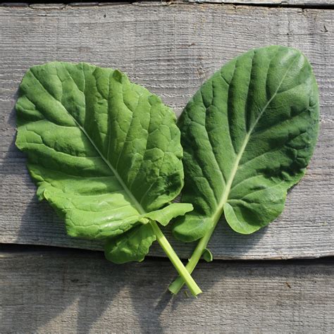 Brassica Oleracea Alboglabra Choux La Foret Comestible