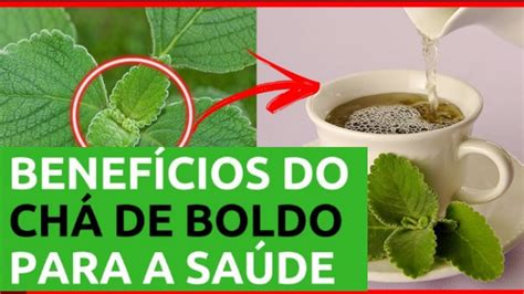 8 Beneficios chá de boldo para que serve o boldo MITOS E VERDADES Cura