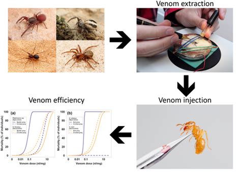 Spider Venom Types