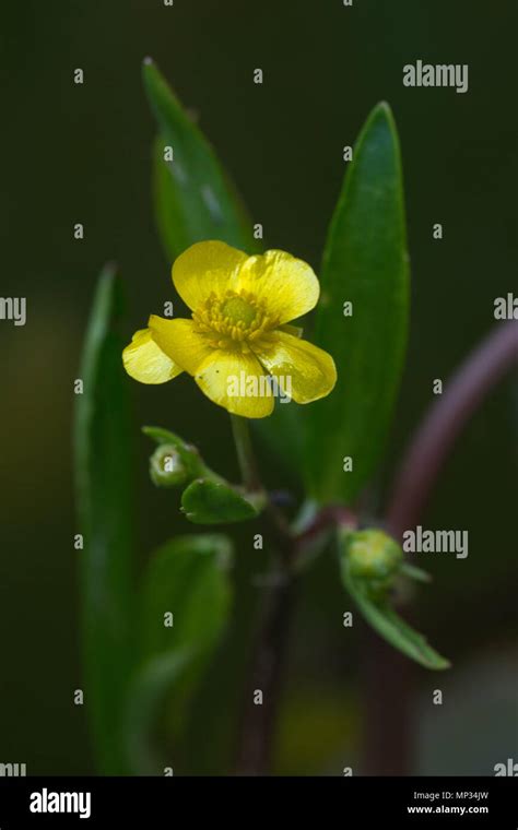 Lesser Spearwort Ranunculus Flammula In A Garden Pond Stock Photo Alamy