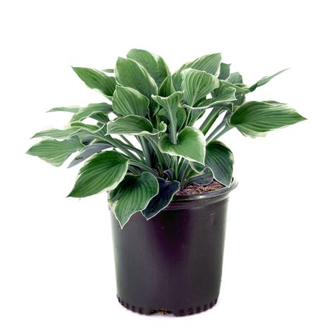 Hostas Assorted 2 Gal Glow Gardens Alberta