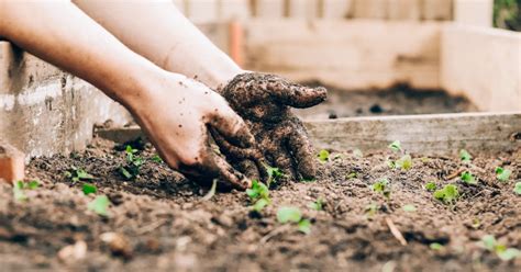 Met Deze 5 Tips Maak Jij Je Moestuin Duurzamer En Beter