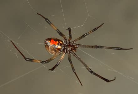 Brown Widow Spider l Lesser-Known Cousin - Our Breathing Planet