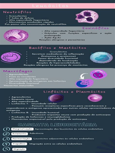 Basófilos 0 E Normal - Basófilos e Mastócitos em Leucogramas | PDF | Glóbulo branco | Linfócito