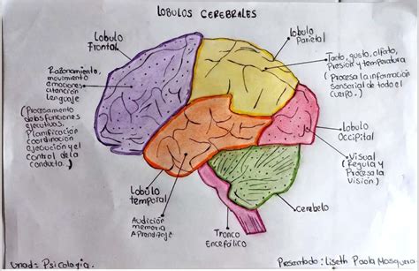 Tarea Corteza Cerebral Y Complejidad Humana