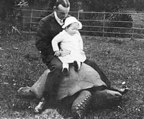 The 187 Year Old Tortoise Jonathan Was Captured On Camera In 1886 And Today