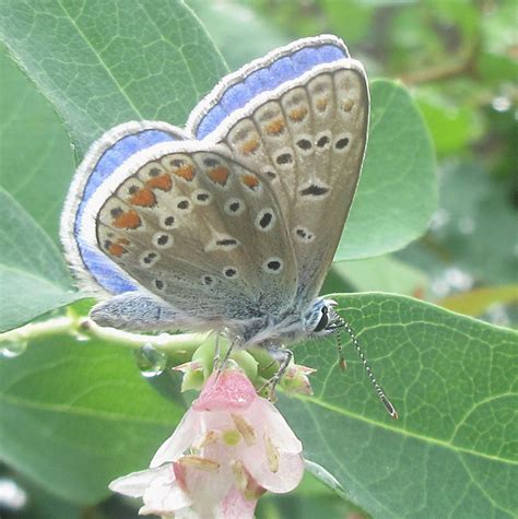 Patricia Strike — The Karner Blue Butterfly