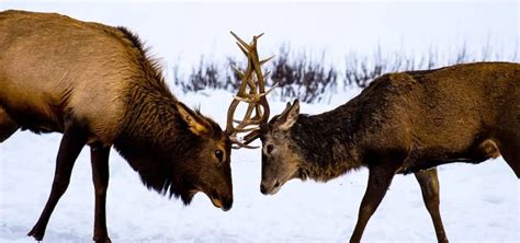 Comprendre les différences entre le renne le cerf le chevreuil et l