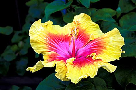 The Hibiscus Is The Hawaiian State Flower So Many Varieties And Colors