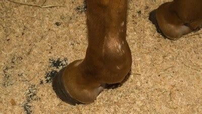 Tendon Sheath Swelling – The Horse's Advocate