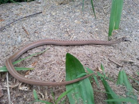 Northern Brownsnake Project Noah